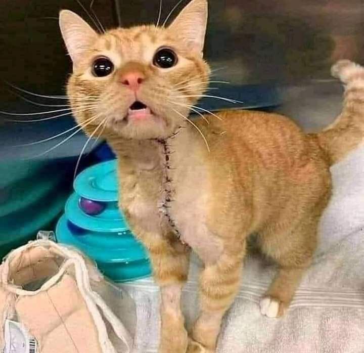 naimaahned's tweet photo. Aqoonta aad baranaysid :ha u baran sidee hanti iyo magac uga heshaa !  Balse u baro sidee ugu caawisa qof walbo u baahan .

Sawir aad ii so jiitay .

Waan salamaya Dr kaaas qiimaha badan  balse aqoon uma lihi❤️👏 https://t.co/G2AilQyhsh