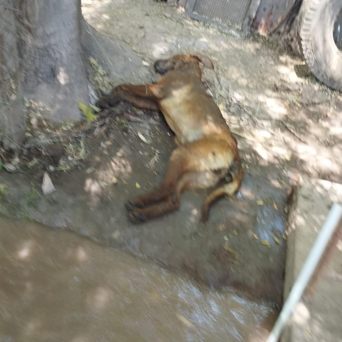 cachupines's tweet photo. #SANTIAGO #SANBERNARDO ENVENENAMIENTO MASIVO DE PERROS EN RINCONADA DE CHENA. varios perritos que fallecieron. SE NECESITA URGENTE AYUDA profesional en el sector! ⚠️ estamos publicando las imágenes recibidas con la finalidad de que personas que se encuentren cerca puedan asistir https://t.co/F2j7zPakcW