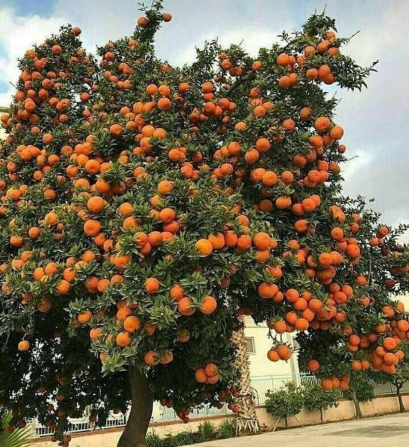 أعجبني:
ثريد:

"مبادرة زراعة 100 مليون شجرة في #مصر"

بدأت المحافظات، العمل على تنفيذ مبادرة المبادر...