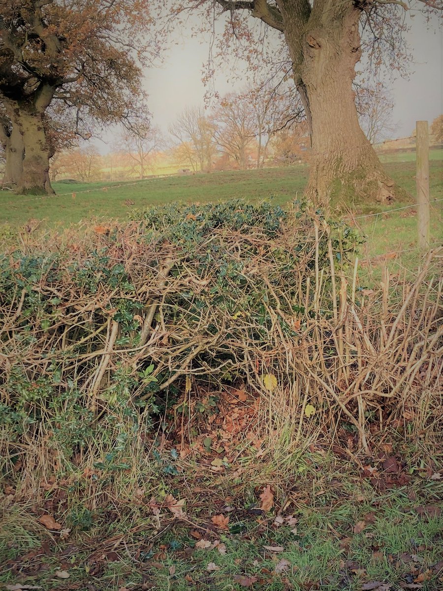 'Smeuse - gap in the base of a hedge made by the regular passage of a small animal'
Lane nr lost village of Kinson, Salop

#smeuse #robmacfarland #lostwords #hedge #Shropshire #borders #landmarks #hedgerow #lostvillage #cleehills #wildlife
