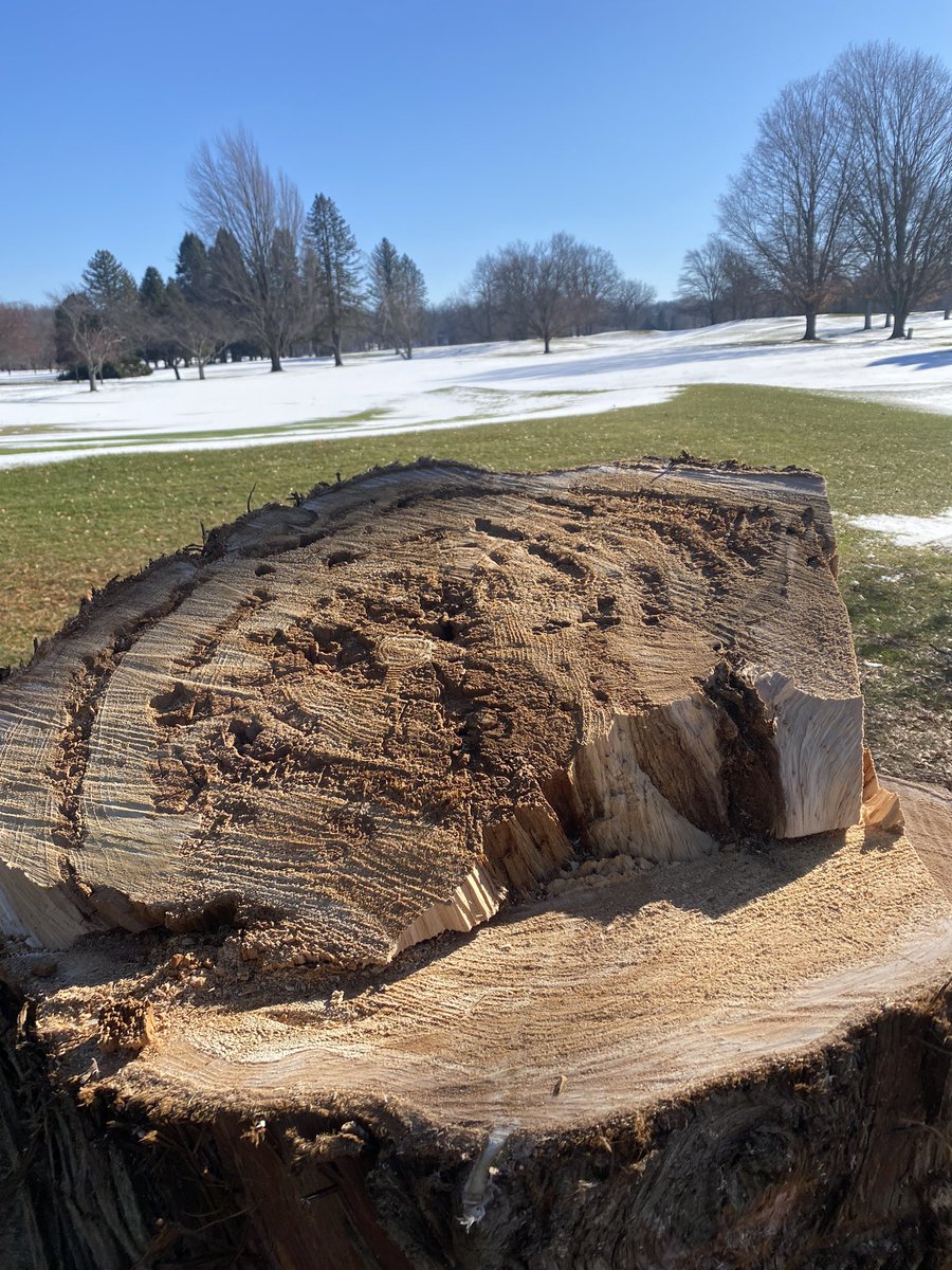 Tree maintenance is necessary on a golf course. 

So many spruces have reached their life expectancy and are defoliating. And numerous maples are failing and rotted/breaking apart. 

32 dead/dying trees removed in the last 3 weeks.
