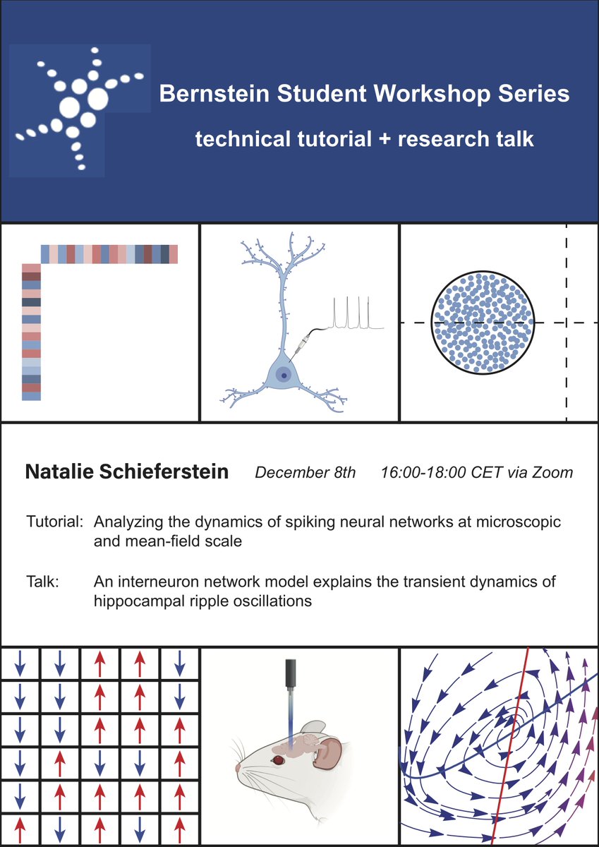 Don't miss the last session of the #Bernstein Student Workshop Series (Dec 8, 16:00 CET) with a tutorial+talk by Natalie Schieferstein on microscopic and mean-field dynamics of spiking neural networks and their application for explaining the dynamics of hippocampal ripples!
