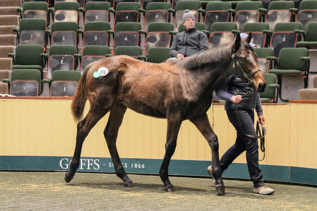Lot 316, the 1st foal from SHATTERED LOVE by Walk In The Park summons €155k from Gerry Aherne, setting a new #GoffsDecember record &amp; is also the top priced NH foal sold anywhere this year.

Breeders Justin &amp; Jackie Owens of <a href="/mntarmstrong/">Mount Armstrong Kildare</a> bought the dam for €260k here last year.