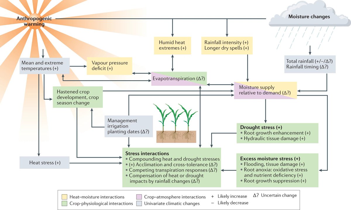 Increasing occurrence of extreme heat and moisture means agriculture will need to be resilient to multiple stressors at once 🌾🥵 Read more in the new Review by Lesk et al. @AgroClim @angela_rigden @Coast_Onoriode @JonasJaegermeyr @MeganKonar nature.com/articles/s4301…