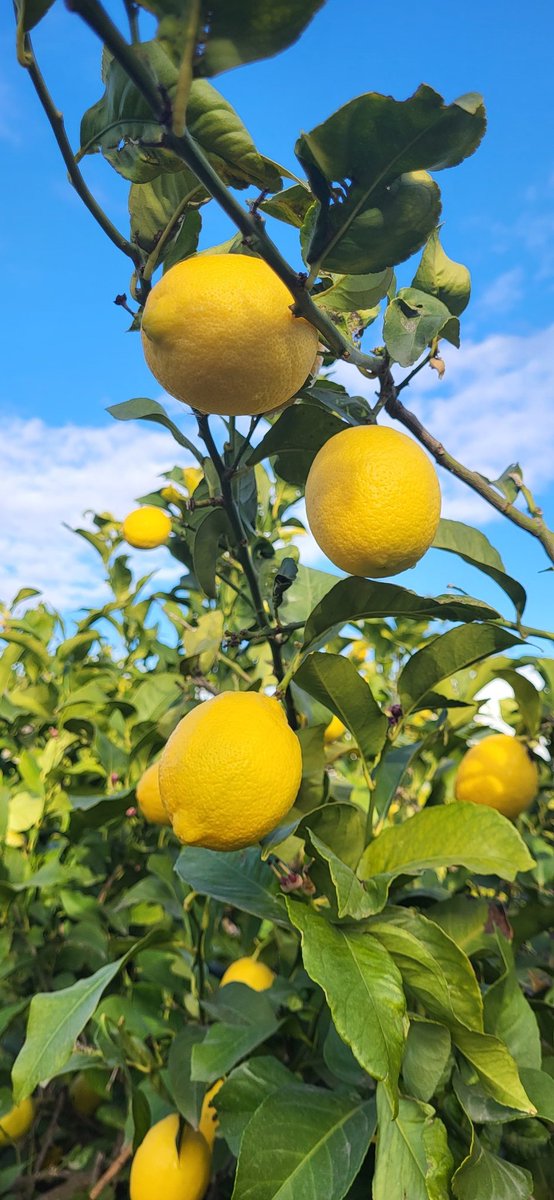 Murcia, tierra de limones 🍋