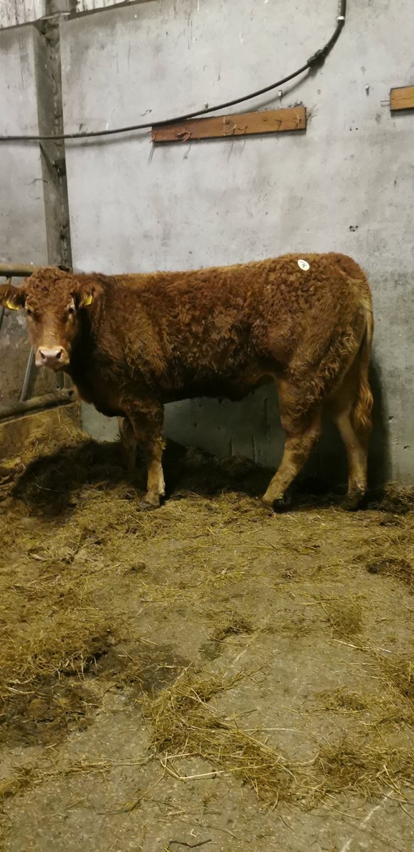 rmcgarry1's tweet photo. We wont give up the sucklers yet! Nice addition added, tomschoice lexicon x sympa. Should make a lovely cow in time 🤝🙌 #suckler #pedigree #cowmaker #youngfarmer #sucklerfarmer https://t.co/Fz7Q3EDJxh