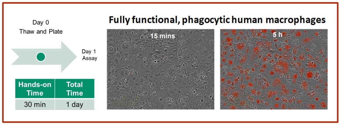 Put iCell® Macrophages 2.0 into your Target Discovery Engine workflow!  Ready-to-use, scalable, robust macrophage function for your polarization, phagocytosis, or cytokine release needs! 

Get early access! ow.ly/i7p950LVGmw 

#immunology #targetedtherapy #macrophage
