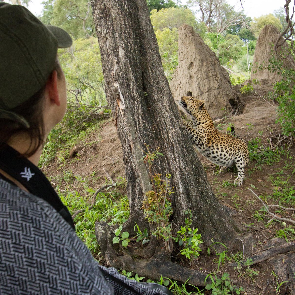 TravelUbuntu's tweet photo. Ubuntu Traveler, Christina Messham, enjoying a relaxed leopard stretching her muscles after a day of rest, #OkavangoDelta, Botswana. ๐ท: @MesshamPhoto #UbuntuTravel #LuxuryTravel #LuxurySafari #TravelUbuntu #LetsTalkTravel #Delta #Leopard #Botswana https://t.co/HZTwqLuE9D