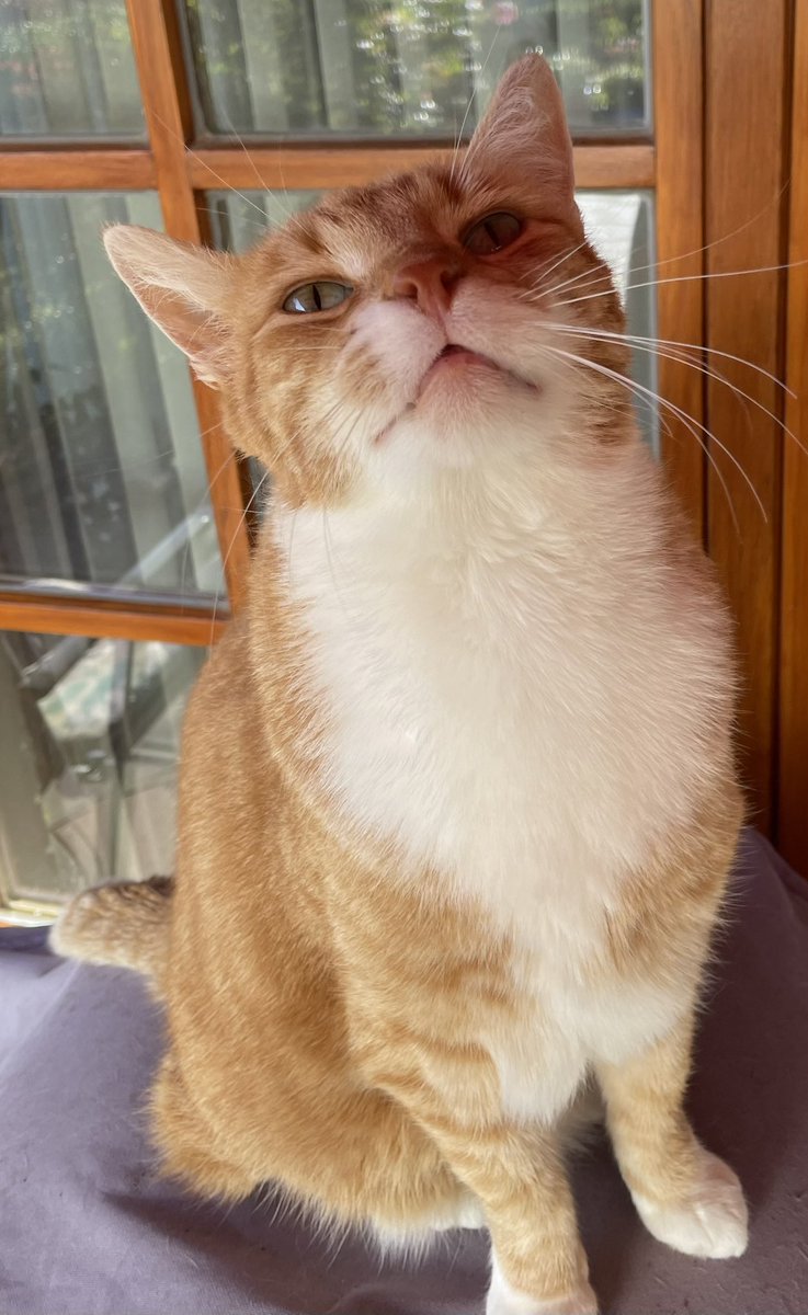 Metal9Wing's tweet photo. @caffinevampony Have a cute cat picture. https://t.co/j0Q0vSQZxu