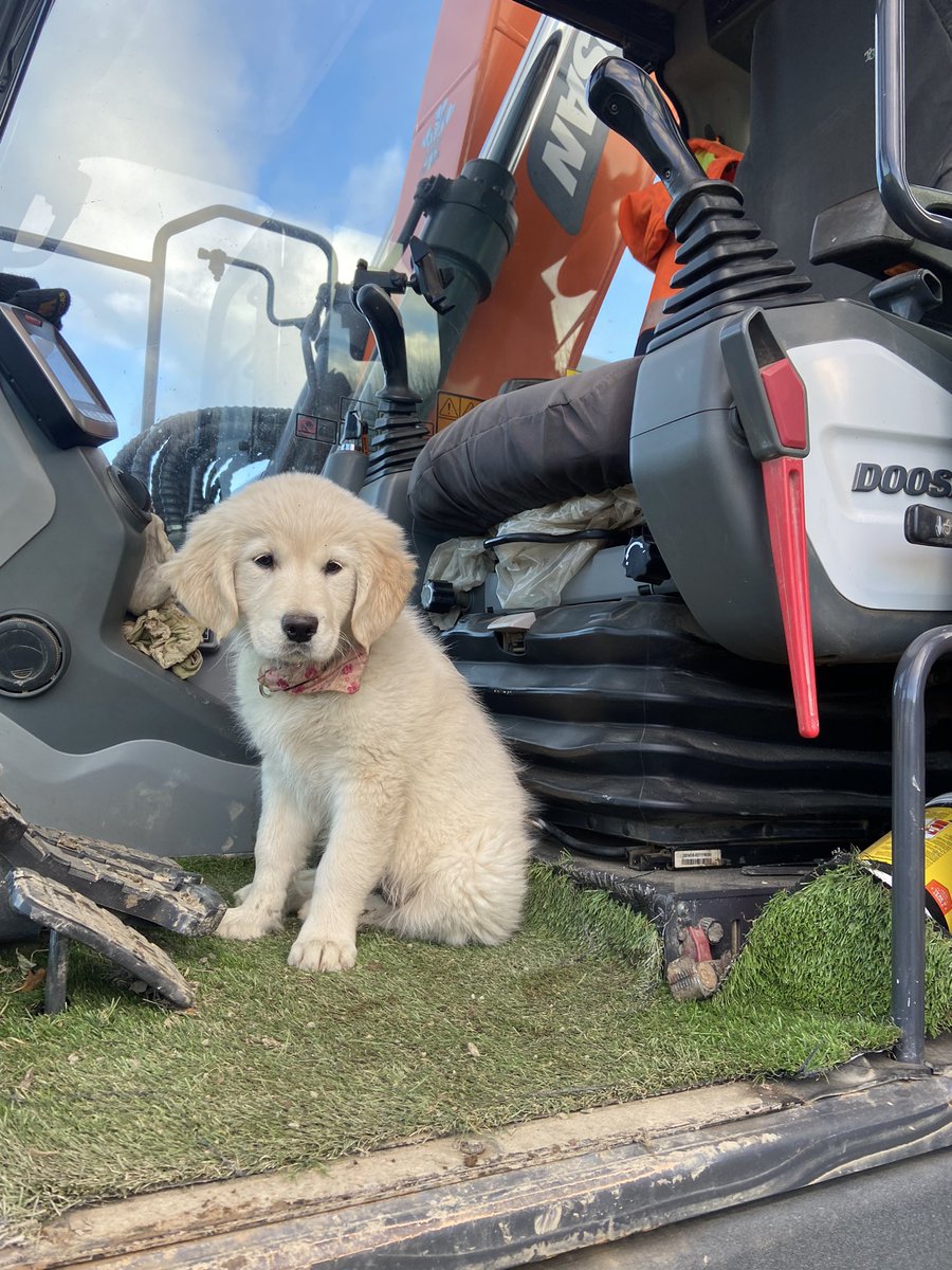 einion_williams's tweet photo. New cab companion🐶 soon get to big mind🙈 https://t.co/QxNwwNHdPO