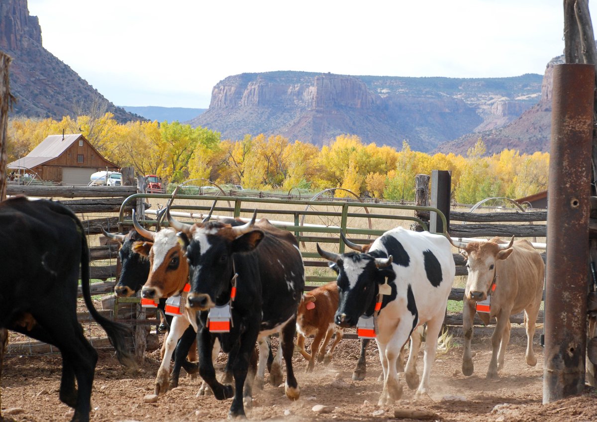 USGSAZ's tweet photo. #SustainableRanching in #drylands? Raramuri Criollo, a rugged #heritagecattle, are 'lighter' on the landscape and fare better with #climatechange.
Read what we found: https://t.co/BCzn5DtRYP
#NewPub @USDA_ARS #USGS_SBSC #desertcattle @TheJornada #CanyonlandsResearchCenter https://t.co/JoWJWt326C