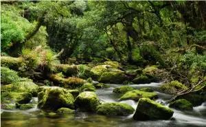 A wonderful talk yesterday by Erin Matariki Carr (Ngāi Tūhoe, Ngāti Awa) on New Zealand's "Te Urewera Act." The law grants the Te Urewera forest "...all the rights, powers, duties... of a legal person." Missed it? The video is downloadable at wcw2022.iasc-commons.org/iasc-oceaia-we… <a href="/iasc_commons/">IASC COMMONS</a>