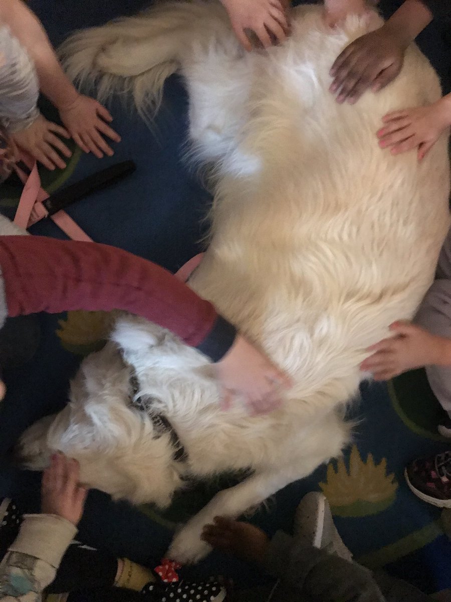 TherapyDaisy's tweet photo. De-stress December @HickmanLMC &amp; the preschool was awesome! My handler gave out about 50 good luck on finals bookmarks &amp; I greeted close to 100 kids. At the preschool  I had at least 10 kids all giving me some love at the same time &amp; I showed them some tricks before I left! https://t.co/G02H8bmU9e