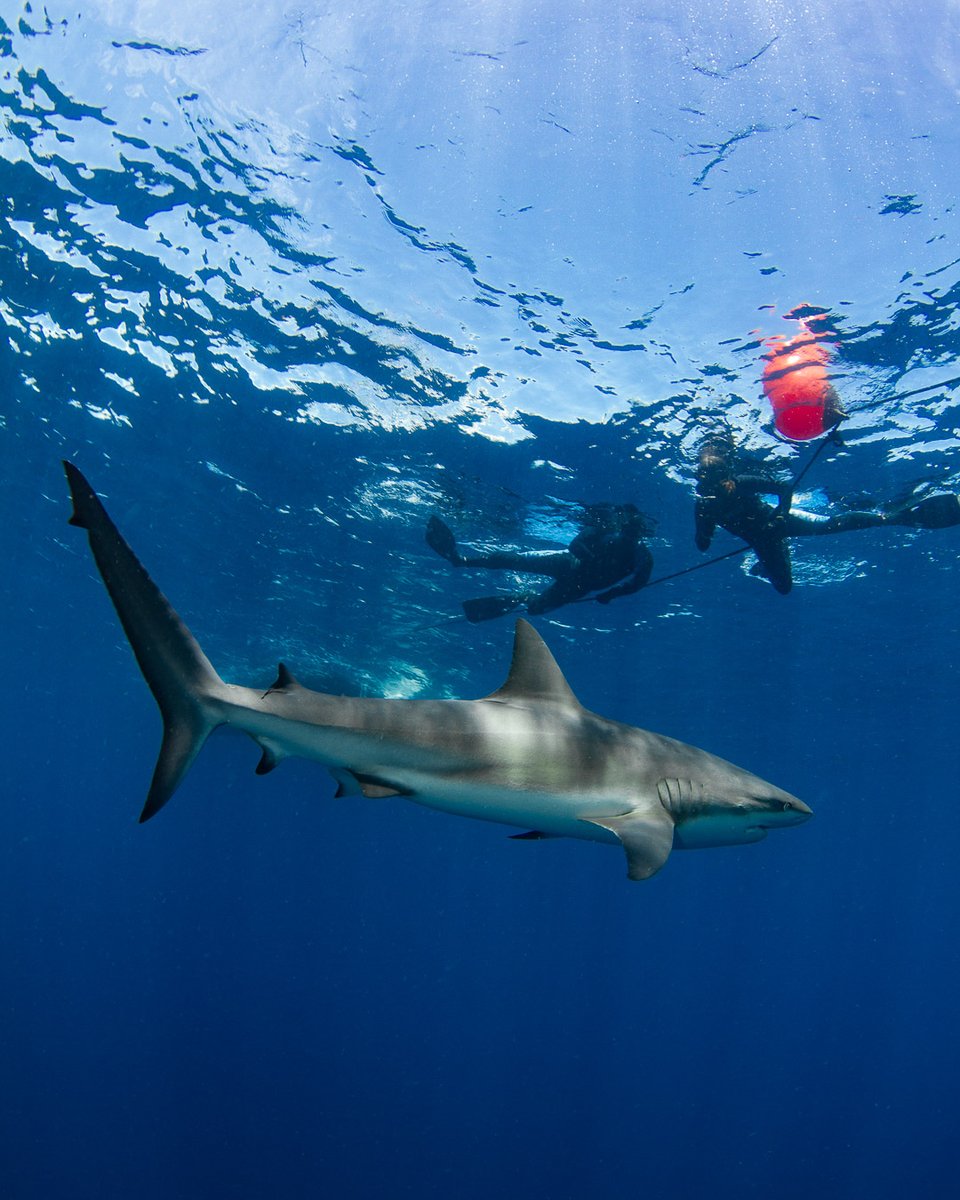 fl_sharkdiving's tweet photo. The only requirements for shark snorkelers are a sense of adventure and the ability to swim ๐
Book online on our website, link in our bio!
#sharkdiving #westpalmbeach #florida #divefl #snorkel #scuba #dive #sharks #underwaterphotography https://t.co/EVJMkQZOO6