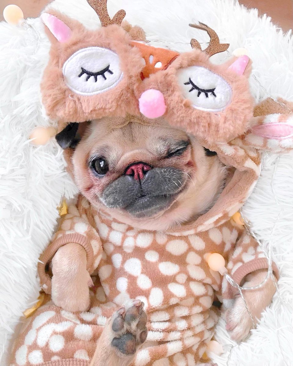 pug_l_o_v_e_r's tweet photo. Santa said Iβm his favorite reindeer πβ€οΈβ¨
#pug #santapug #puglover #dogsoftwitter https://t.co/oOjdcQVoPH