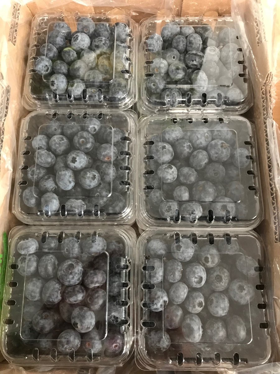 Delicious Peruvian Blueberries available to buy now! Available in 12x125g. Contact the trading team today to place your order 🫐
#AngusTradingTeam #Blueberries #TheBerrySpecialists #PeruvianBlueberries #Hospitality #FreshProduce #SoftFruit