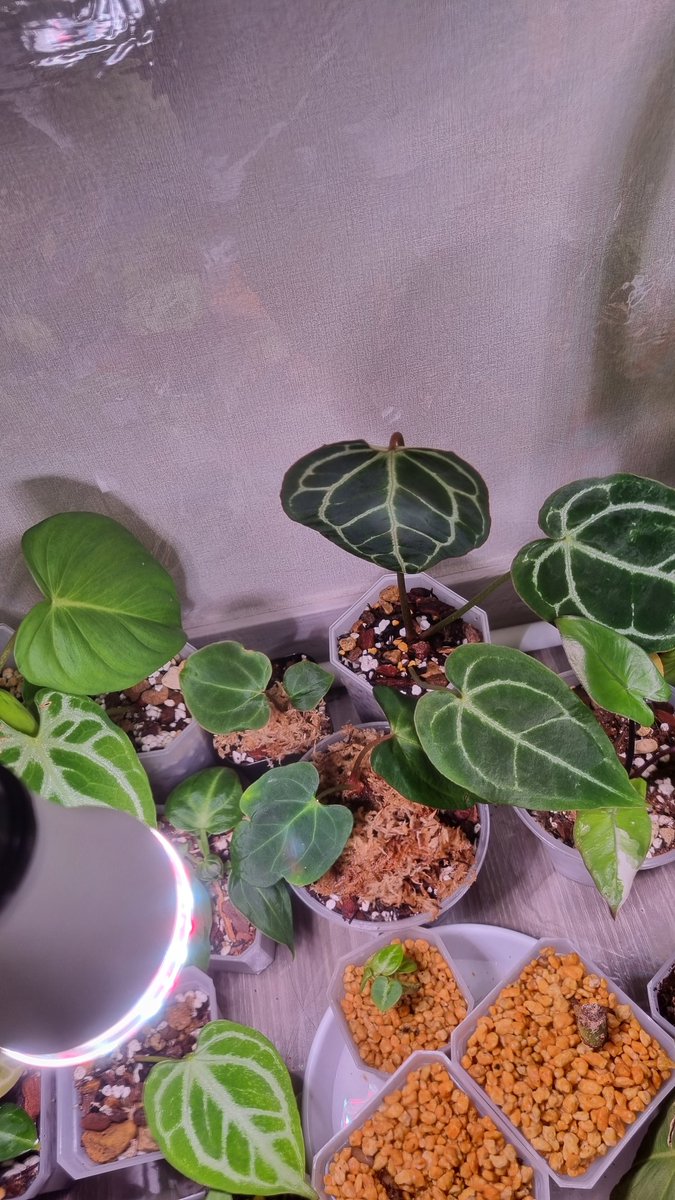 히히 야간분갈이 완... 음청 청키하게 흙 배합했는데 설마 과습오진않겄쥐