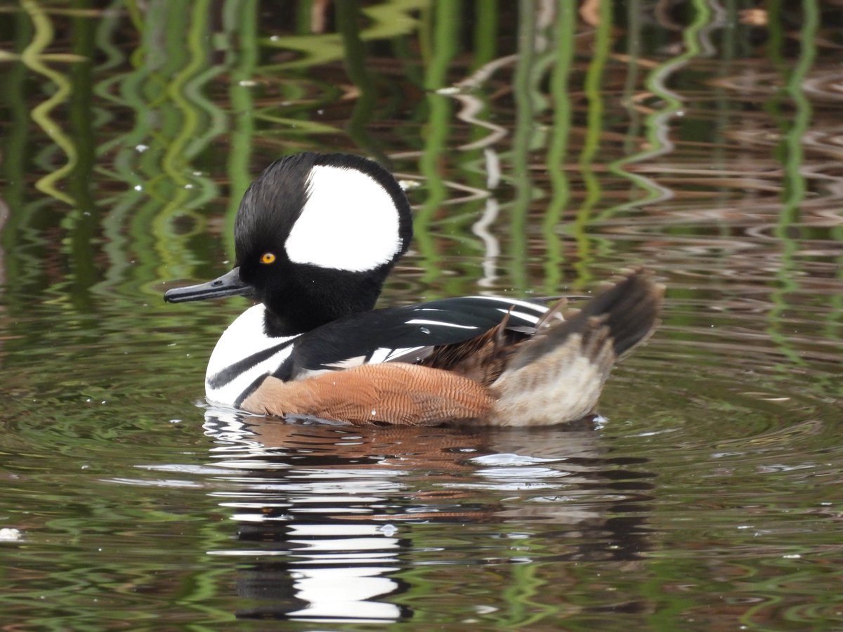 beasts_flowers's tweet photo. I remember this Star Trek episode. It wasn't very good. Hooded Merganser (Lophodytes cucullatus) Goleta, CA. December 2022.#BirdsSeenIn2022 #TwitterNatureCommunity #birding #birdwatching #BirdTwitter https://t.co/Z1gGYpO95s