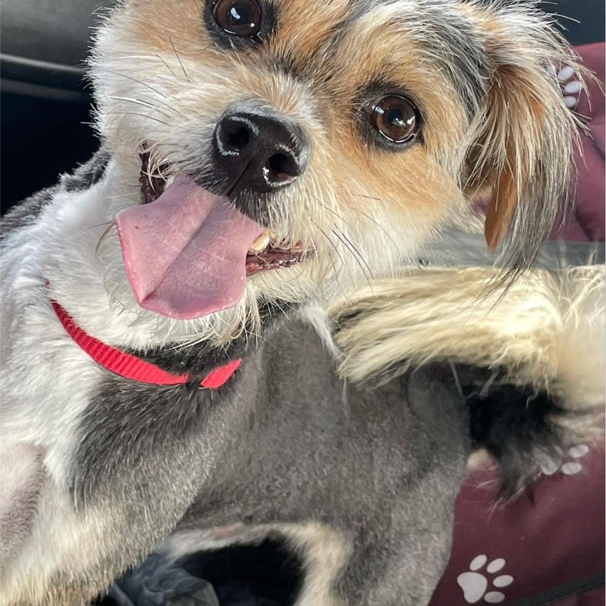 atlantapetlife's tweet photo. Happy Tongue-Out-Tuesday to all of our ATL furriends! heart
๐ถ Lawrence Taylor (LT)
#atlantapetlife #dogist #atlpets #weratedogs #dailybarker #bestwoof #dogfeatures #topdogphoto #dailydog #dogsofatlanta #dogsofatl https://t.co/LqGWxszXQT