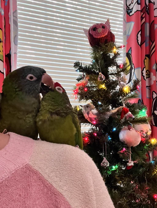 Such much festive  