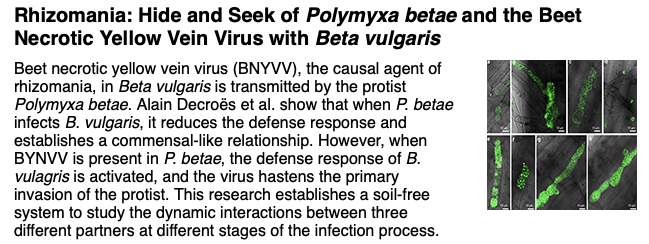 #Rhizomania: towards deciphering the tripartite interaction between the protist Polymyxa betae, the BNYVV, and Beta vulgaris. Find out more in our #transcriptomic analysis. apsjournals.apsnet.org/doi/10.1094/MP…  #sugarbeet  #protist 
<a href="/Bragard_C/">Bragard</a>
 <a href="/giplim/">Gipsi Lima-Mendez</a>