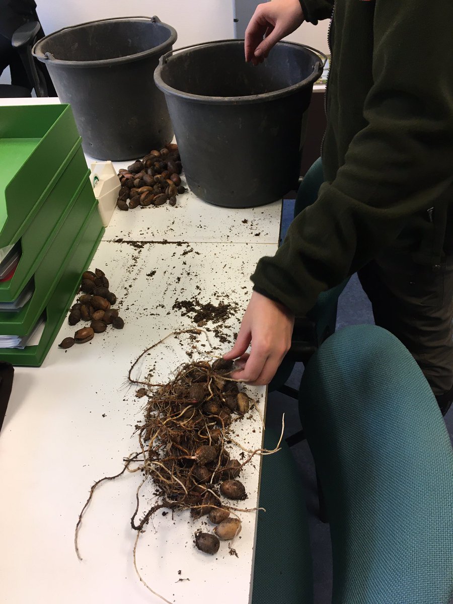 Peter30775782's tweet photo. Simpel testje: kiemkracht eikels Quercus robur van autochtone eiken. Resultaat 40% eiken spaartelgen bos Naarder eng, 79% eiken houtwal in De Zuid. Die oudjes doen het nog best. We planten die eikels uit op plekken met weinig loofhout voorkomt #mooigooi #eiken #autochtoon #nature https://t.co/GvDlWYXsO3