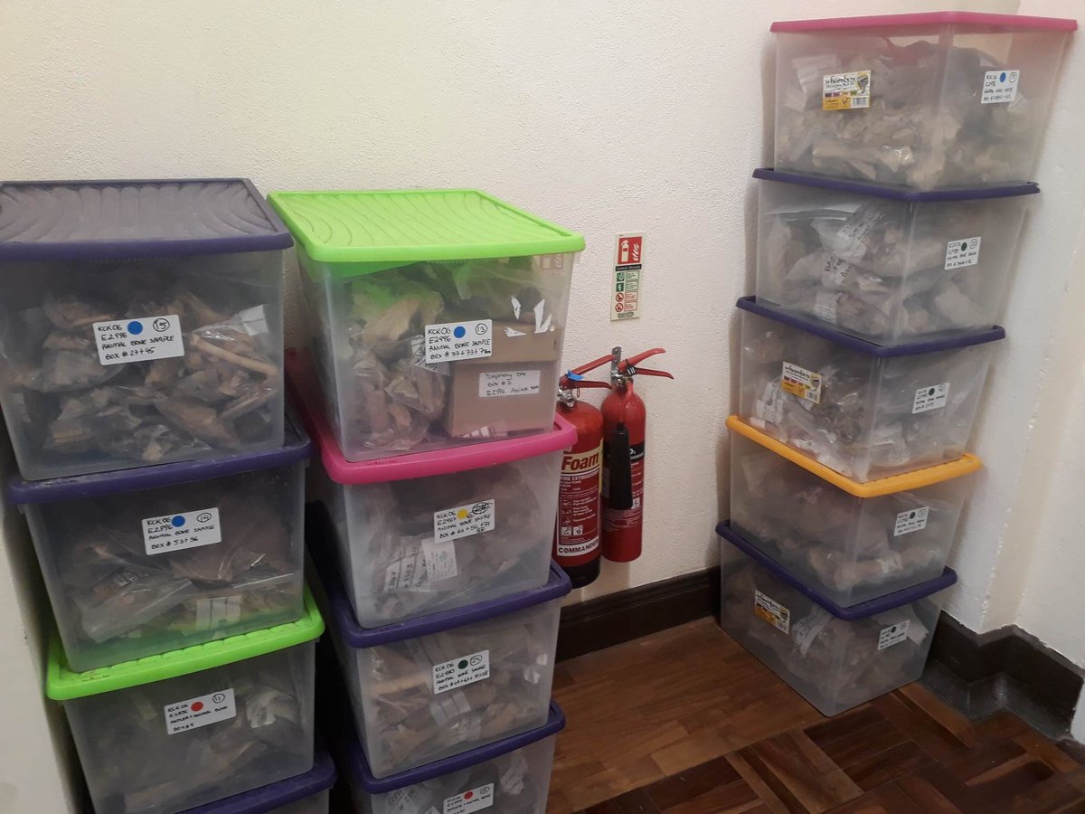 New Pastures (@newpasturesucc) on Twitter photo Today the first Iron Age animal bones excavated and studied by @rubiconheritage project arrived <a href="/uccarchaeology/">UCC Archaeology</a> ! :D Today the first Iron Age animal bones excavated and studied by @rubiconheritage project arrived <a href="/uccarchaeology/">UCC Archaeology</a> ! :D