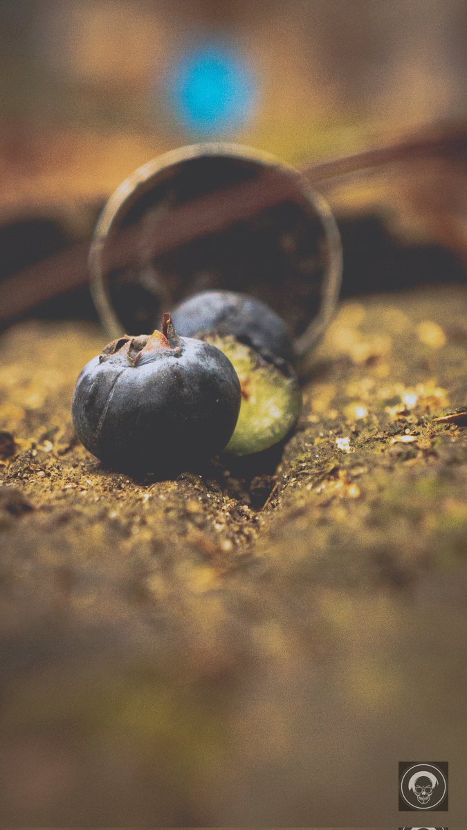 originalcoolone's tweet photo. Blueberry Gang
#rain #photography #naturephotography #beautiful #Snow #Flower #cute #MacroPhotography #Textured #photogang #SingleObject #photographer #Outdoors #Grass #picoftheday #Green #Plant #Icicle #Ice #blueberry #berry #CloseUp #StillLife #Frozen @petermckinnon https://t.co/Ujy2Qsn7vx