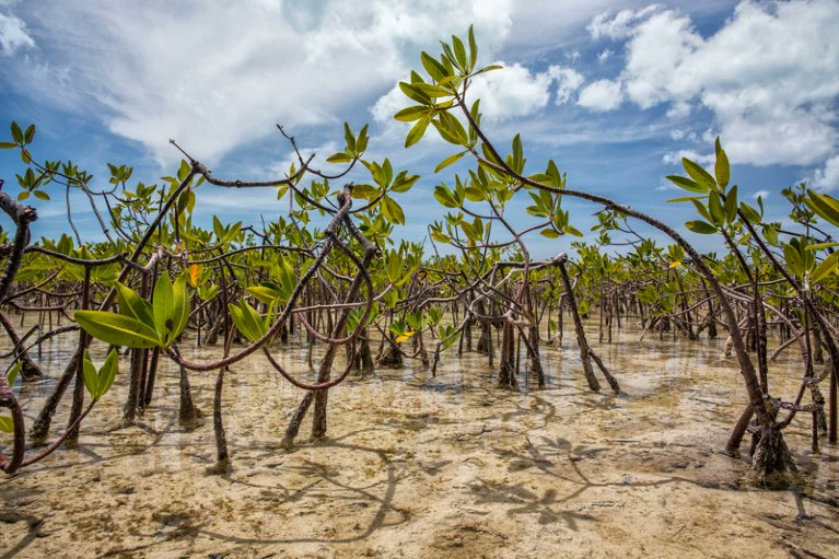 This is kind of obvious, but yes!
'World leaders must step up to put #biodiversity deal on path to success' nature.com/articles/d4158… #COP15 #BiodiversityLoss #conservation 🌱🐟