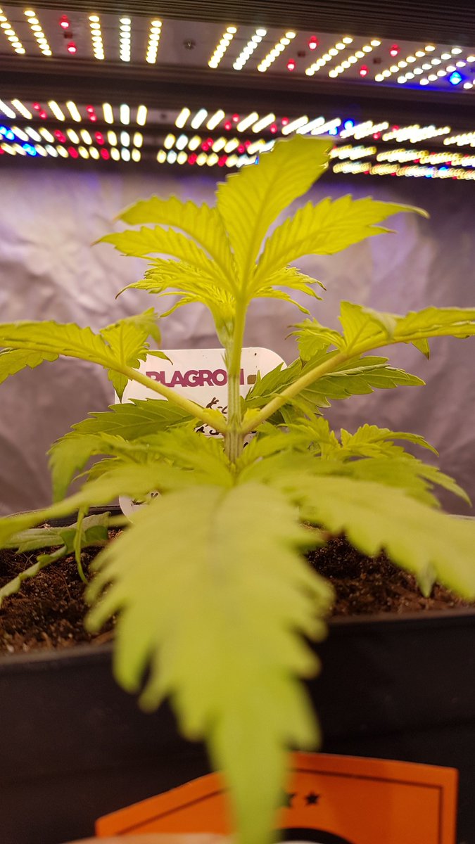 Apez140's tweet photo. Unas #AmnesiKLemon de @Kannabia_Samen de nuestra Dire @INMAQ16 bajo #ThePureLed480Pro en #PureTent #RefPet @ThePureFactory_ #Sust #CocosAllMix y #Fertilizado #ProLed @ProXL_Spain powered todo por @DPlantasur a punto de #Transplante en #AdrycsCove para Desearos Feliz Noche...🧚♂️😎 https://t.co/PrFd26Xc7O