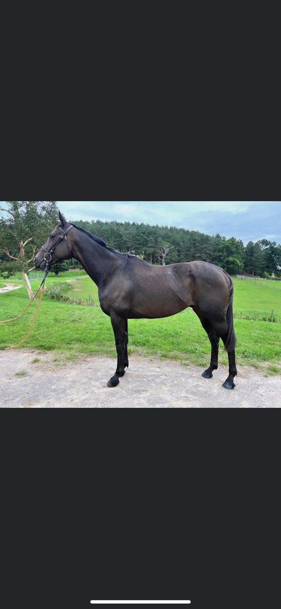 I have a couple of cheap horses for sale , message me for details ( one race fit and has a certificate) #firstcomefirstserved ⬇️⬇️⬇️⬇️