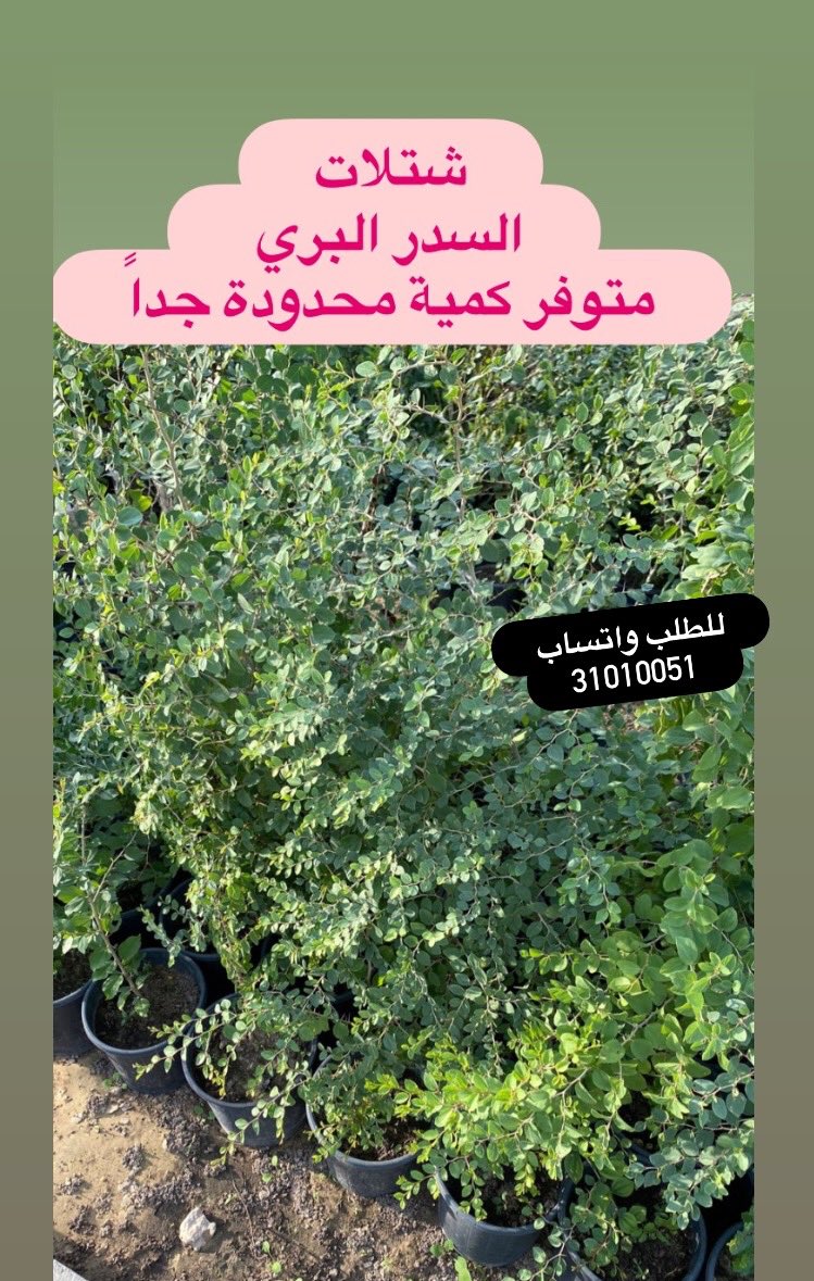 #مشتل_سمرة_خطاف #زرع_الخميس tweet media