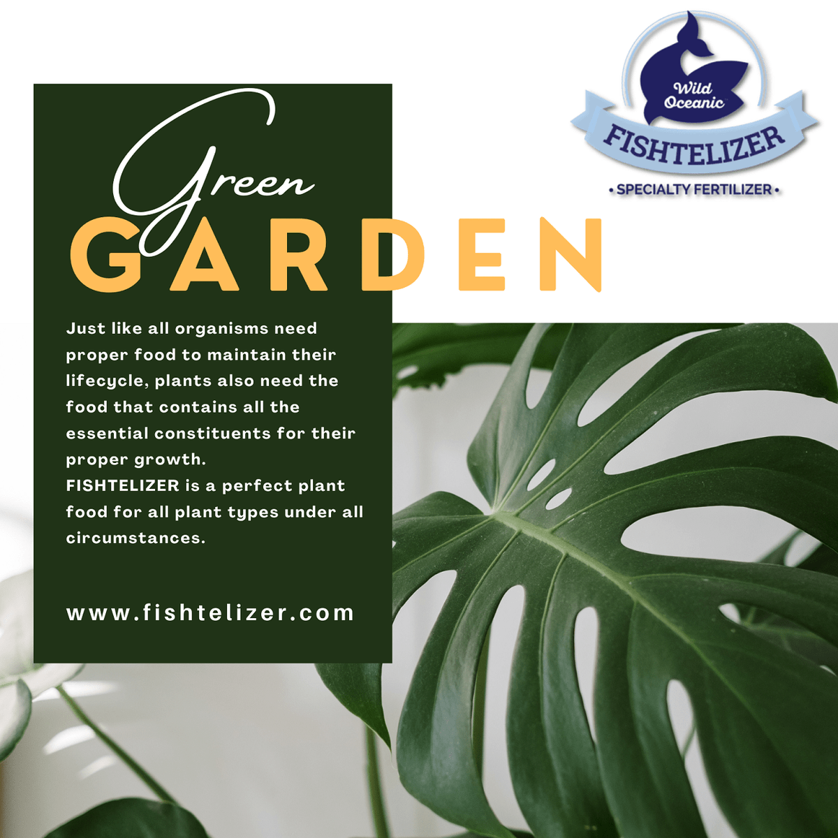 Fishtelizer's tweet photo. 🌱 A PERFECT PLANT FOOD FOR ALL TYPES OF PLANTS UNDRER ALL CIRCUMSTANCES 🌿💐🌳
https://t.co/RmUV3aCbxa
.
.
.
#fishtelizer #fishfertilizer #advanceinternational
#growplants #bestfertilizer
#nitrogenrichfertilizer #fertilizer
#nitrogenrichfertilizer #planting #gardening https://t.co/TggHgEw6jz