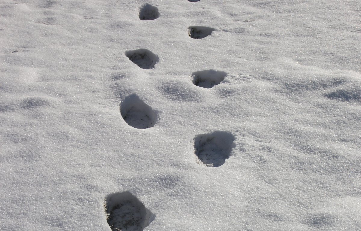 kaddish_s's tweet photo. #limerick #limerickpoem #poem 4 @dVersePoets #poetry #prompt

Stubborn, I flout those "cold weather blues".
What? Snow boots? Nay, I must refuse!
In fact, if you must know
Those footprints in the snow
Were made sandaled, for I eschew shoes!

https://t.co/2WNshedxey #winter #humor https://t.co/4GpAn5wD79