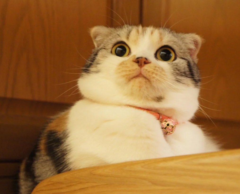 when ur bae switches from listening to relationship podcasts to murder podcasts