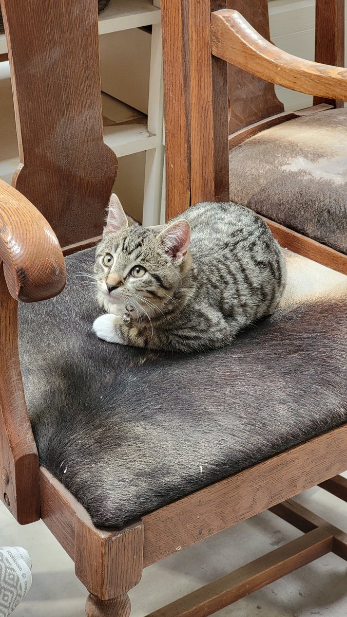 DridnfrankH's tweet photo. Well, excuse me, 🎵🎶 but I think you've got my chair 🎶🎵 

#Kitty #georgestrait #kittysitting https://t.co/AKP0ZlWVSg