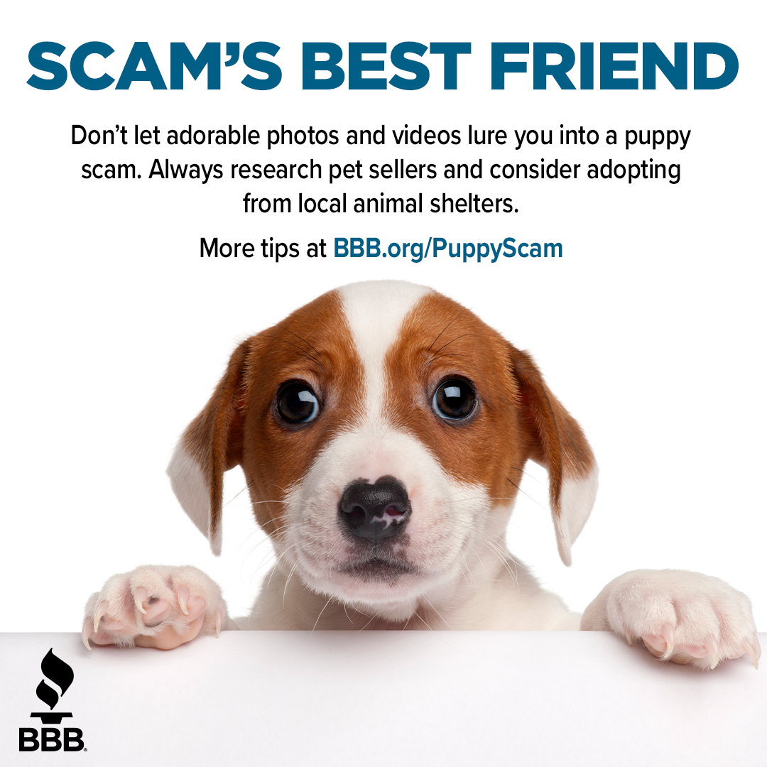 tucsonbbb's tweet photo. Puppy scams are on the rise, and the BBB urges you to be cautious and research when purchasing a puppy online, especially during the holiday season. 🐶

Visit https://t.co/MyVTAZzsTS for more tips &amp; information.

#BBB #ItStartsWithTrust #BBBScamAlert #morethanjustbusiness https://t.co/K1yGLCMA8c