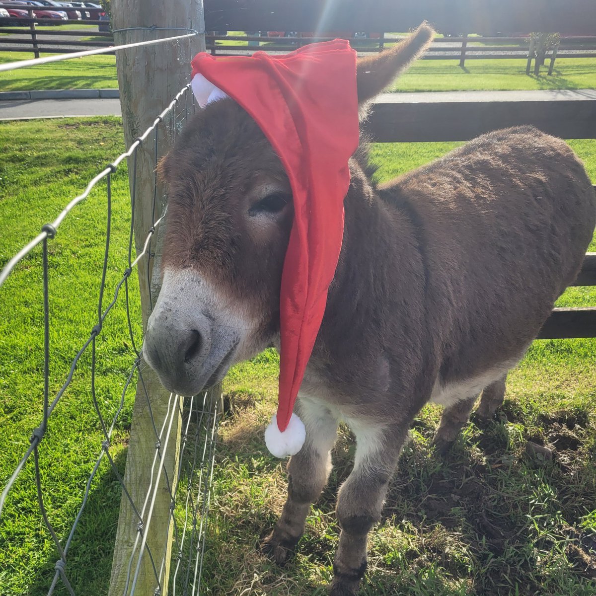So only managed to get a few of the team to dawn Santa's Hat but the few that have are amazing!!! #outdoornursery #donkey #Christmas #santa #hat #MerryChristmas #Countdown #Eytagteam