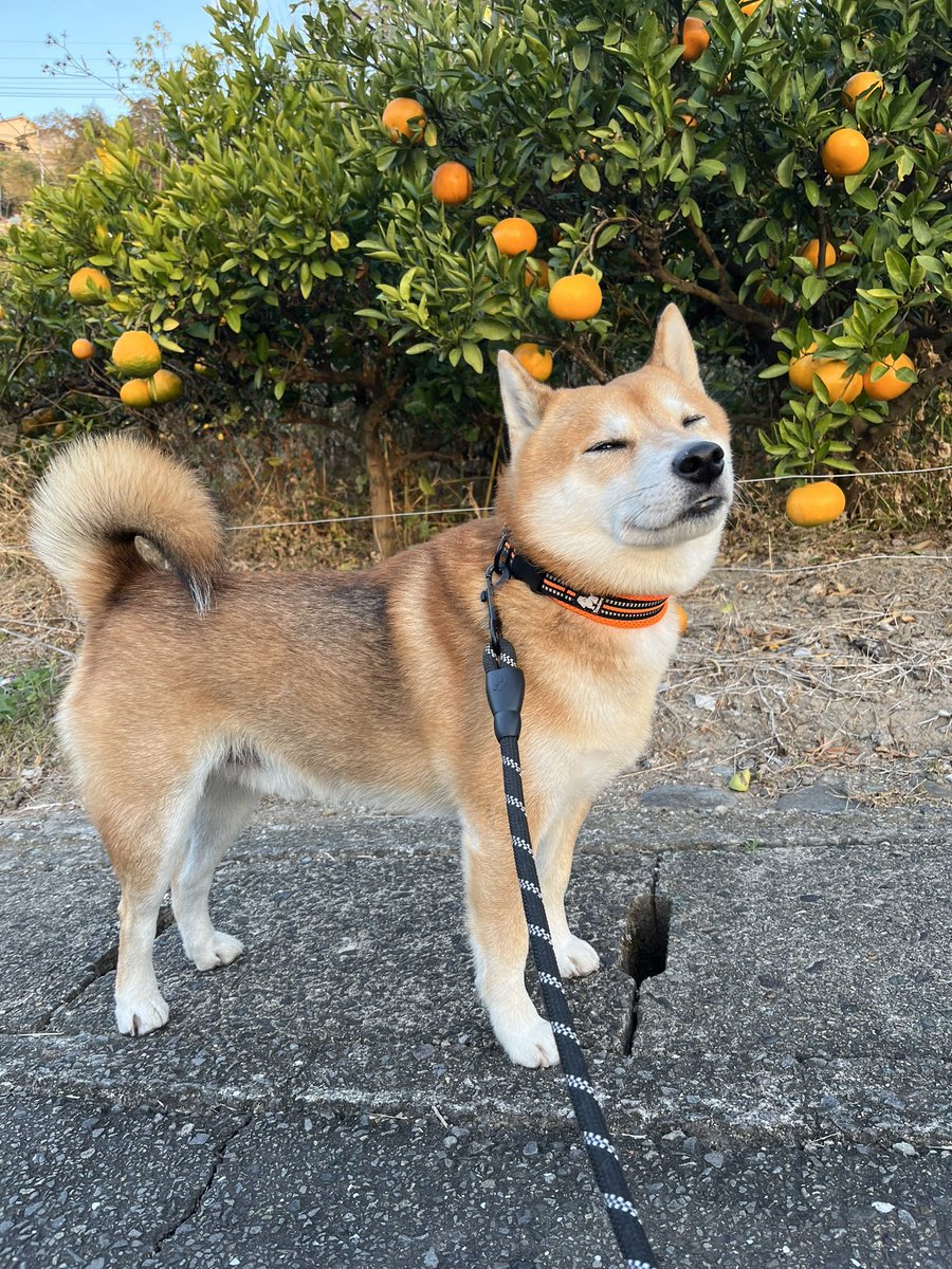 #みかん
#柴犬 #犬 #愛犬 #dogs 

だいすき〜🍊 https://t.co/OZVJz5lvOb