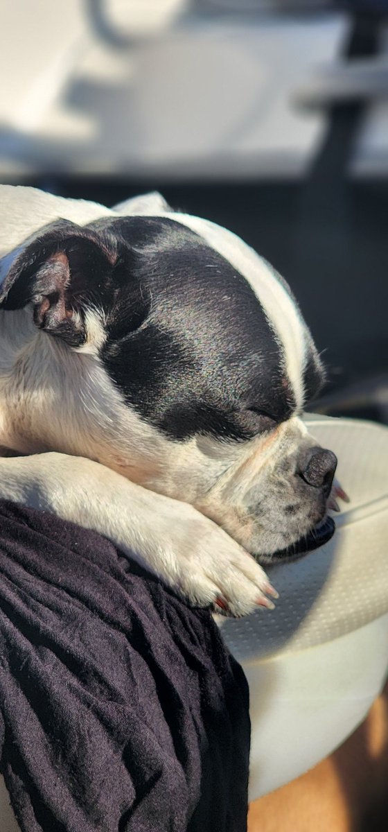 roblee101's tweet photo. @jean_yoon So does this little one!  She snores up a storm every night lol https://t.co/CFDxKEKboZ