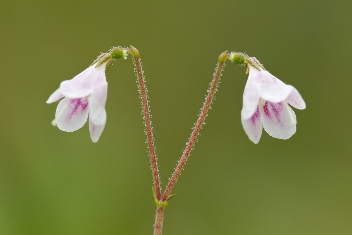 Andrew Clarke (@aclarkenz) on Twitter photo ๐๐ช๐ฏ๐ฏ๐ข๐ฆ๐ข ๐ฃ๐ฐ๐ณ๐ฆ๐ข๐ญ๐ช๐ด or twinflower โ as charming in death as in life. The genus ๐๐ช๐ฏ๐ฏ๐ข๐ฆ๐ข named for Carl Linnaeus, whose 18th century taxonomy we still rely on to #ExploreYourArchive <a href="/UoNBiosciences/">UoNBiosciences</a> @UoNFutureFood Live plant credit: Mark Hamblin/2020VISION ๐๐ช๐ฏ๐ฏ๐ข๐ฆ๐ข ๐ฃ๐ฐ๐ณ๐ฆ๐ข๐ญ๐ช๐ด or twinflower โ as charming in death as in life. The genus ๐๐ช๐ฏ๐ฏ๐ข๐ฆ๐ข named for Carl Linnaeus, whose 18th century taxonomy we still rely on to #ExploreYourArchive <a href="/UoNBiosciences/">UoNBiosciences</a> @UoNFutureFood Live plant credit: Mark Hamblin/2020VISION