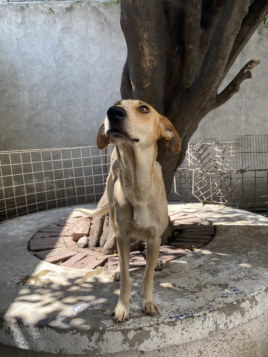 Yo soy Octubre🌜 Soy una perrita que tuvo a sus bebés en un lugar horrible. Alina me rescató junto con ellos. Soy una perrita con energía media y cariñosísima con humanos. Me encanta dormir y que me rasquen la pancita.

Soy la perrita más amorosa que vas a conocer… 💛🌟