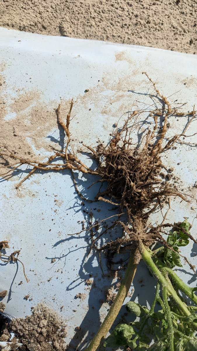 UF crop nematology tweet media