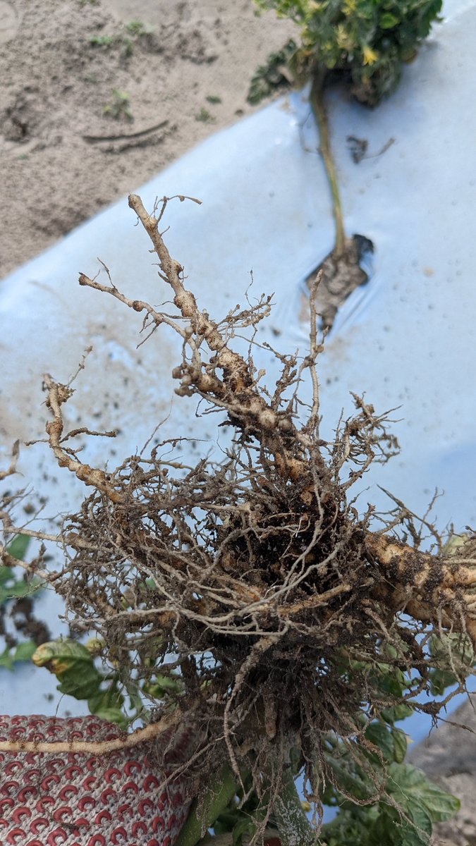Didn't get any useful yield data from tomato root-knot nematode trial <a href="/nfrec_sv/">NFREC-SV</a> last week. Severe whitefly/virus pressure.

We were able to collect some data on nematode damage to roots and soil nematode abundance. #UFBugs