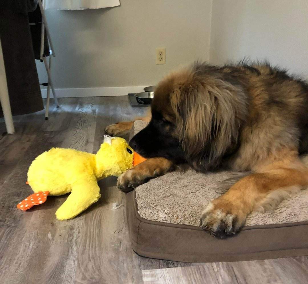 Ducky. We need to talk. #santacame #grandmasvisiting #dogsoftwitter