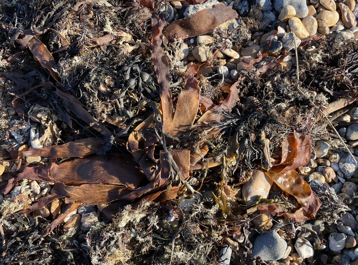 WorthingCan's tweet photo. More kelp found on West Worthing beach today. #HelpOurKelp ⁦@SussexWildlife⁩ ⁦@mcsuk⁩ ⁦@SussexSeas⁩ https://t.co/5ZiDJFvnIJ