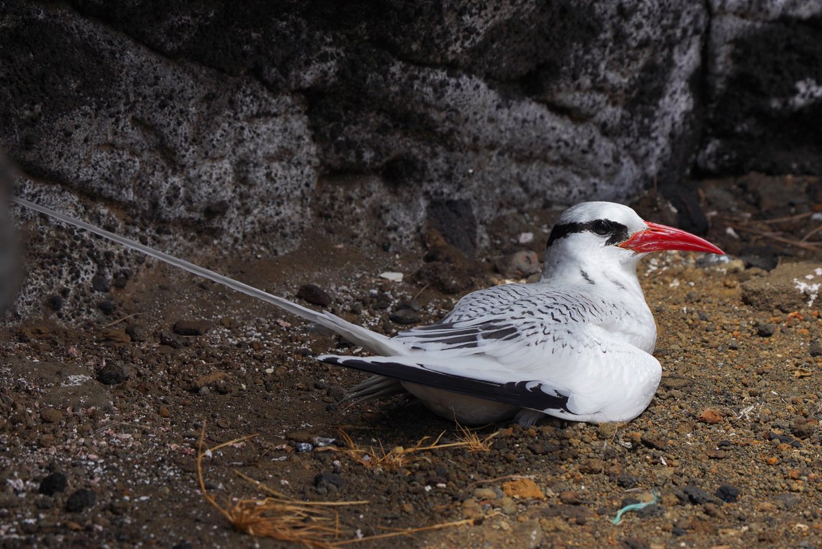 PittaTours's tweet photo. Still working on clearing out shots from earlier this year. Here’s the lovely long-staying RED-BILLED TROPICBIRD from the south side of Oahu this spring. Such a great bird!!! #hawaii #birds #hawaiibirds #birdtours #tropicbird #redbilledtropicbird https://t.co/HDYx6RpdZI