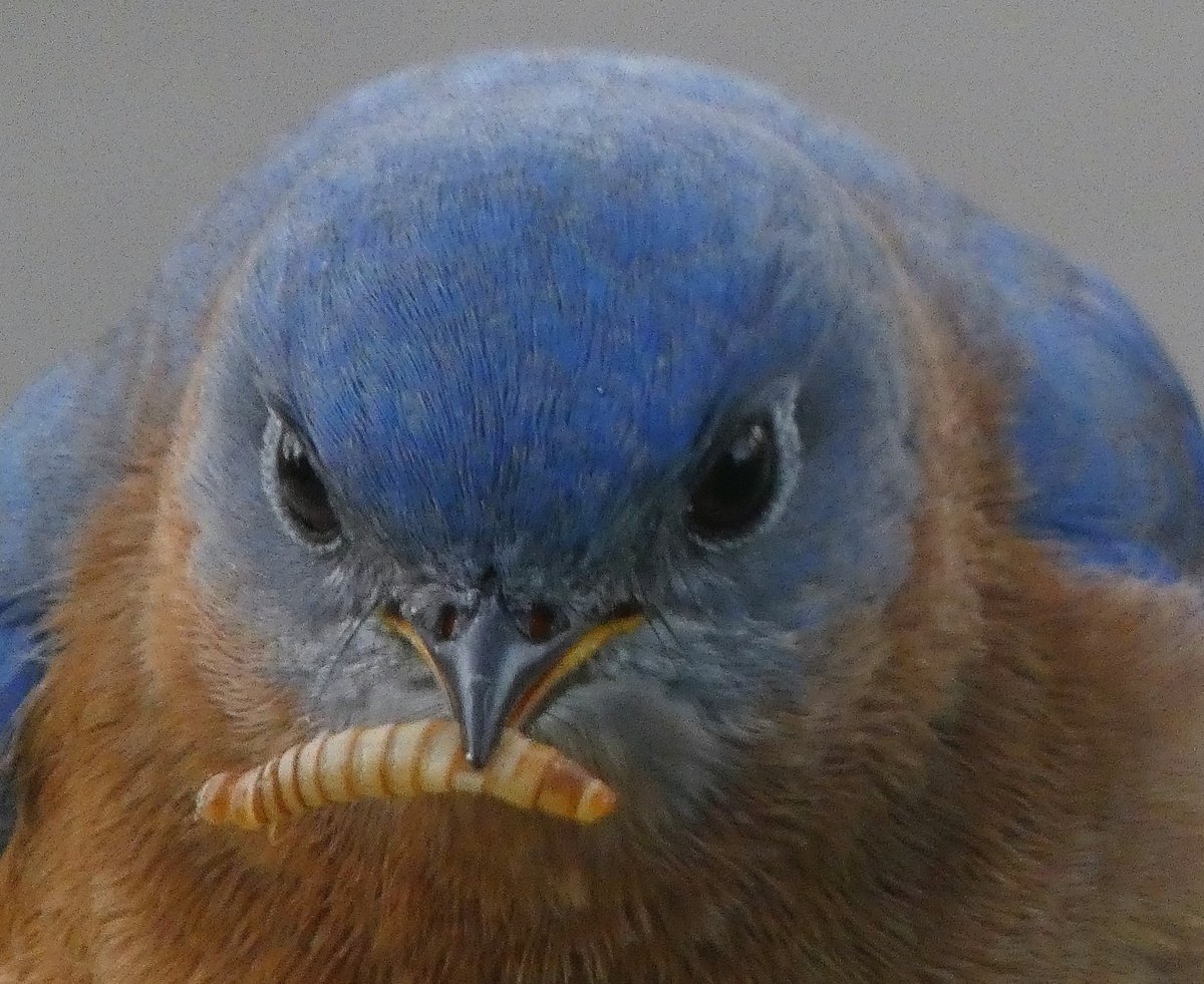Loving this shot from our friends at <a href="/mkeriverkeeper/">MilwaukeeRiverkeeper</a>, whose work to improve Milwaukee's rivers is why more of us can enjoy scenes like this. Bluejay in the Milwaukee River corridor.