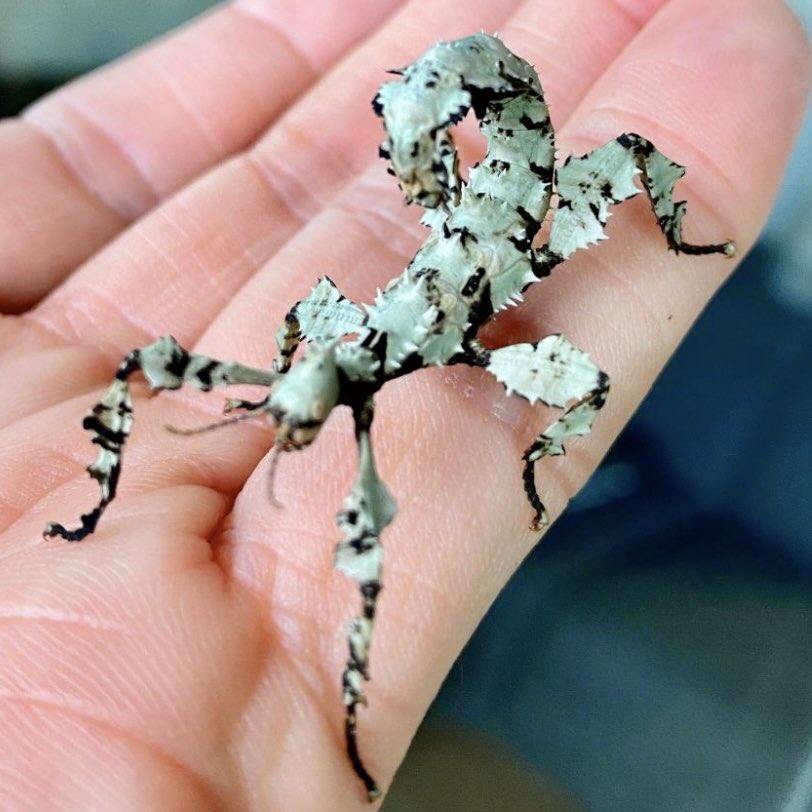 ThoMan4711's tweet photo. Eier, wir brauchen Eier!
Heute Eier der #AustralischeGespenstschrecke erhalten. Spannende Art, da sie #Mimese & #Mimikry beherrscht. Zur Tarnung nutzt diese Variante (Lichen) das Aussehen von Flechten. Zur Nachahmung sehen die Eier aus wie …1/2
#ThoManFauna #ExtatosomaTiaratum https://t.co/i3SXVLHi8r
