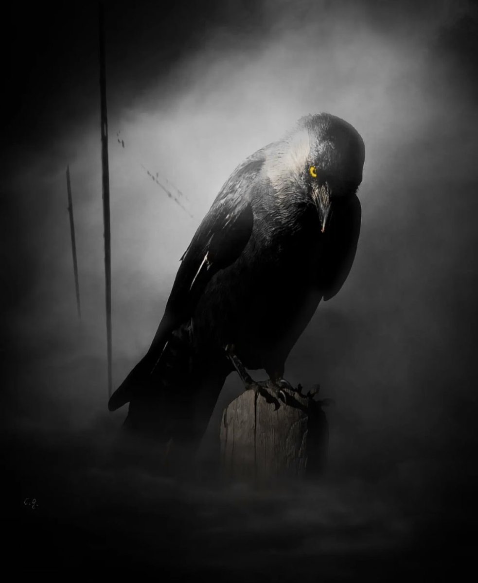 𝔈𝔮𝔲𝔞𝔱𝔢 𝔗𝔥𝔢 𝔇𝔦𝔰𝔰𝔬𝔫𝔞𝔫𝔠𝔢 tweet media